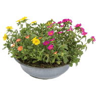 Portulaca In Zinkenschaal