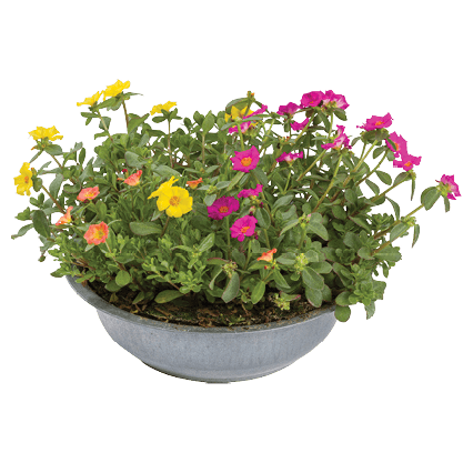 Portulaca In Zinkenschaal