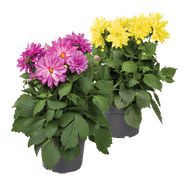 Dahlia Xxl*