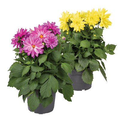 Dahlia Xxl*