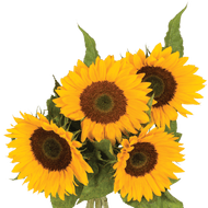 Zonnebloemen