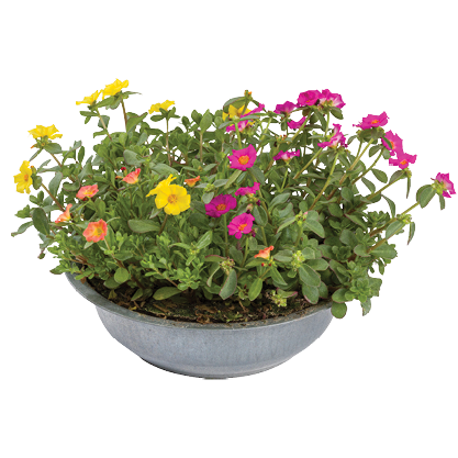Portulaca In Zinkenschaal