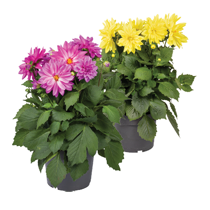 Dahlia Xxl*
