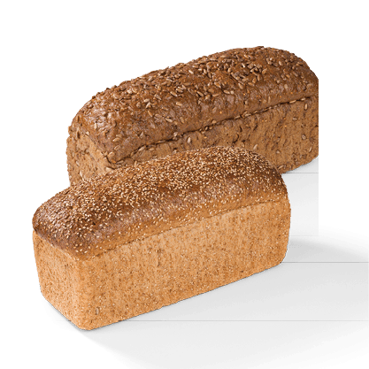 Hollander of Tarpan Brood