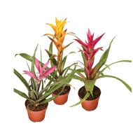 Bromelia