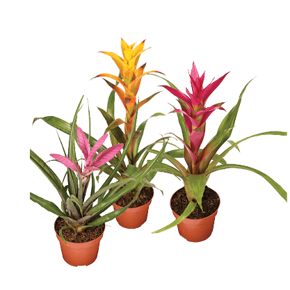 Bromelia