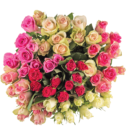 Rozen