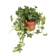 Hedera