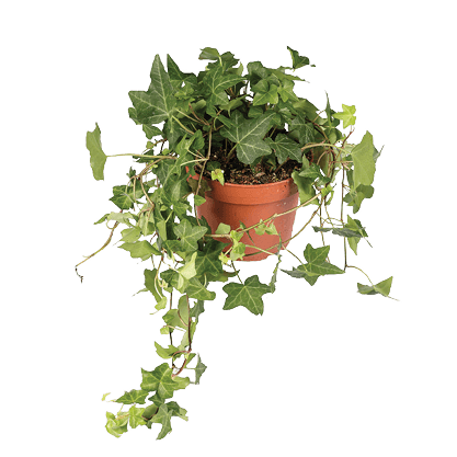 Hedera