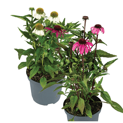 Echinacea