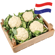 Hollandse Bloemkool