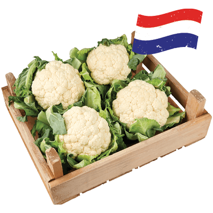 Hollandse Bloemkool