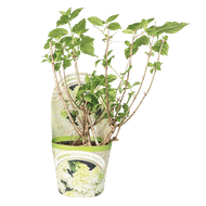 Pluimhortensia