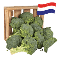 Hollandse Broccoli