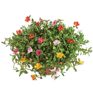 Portulaca
