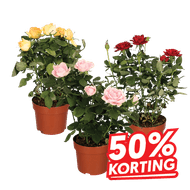 Potroos