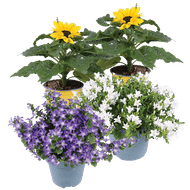 Campanula of Zonnebloem