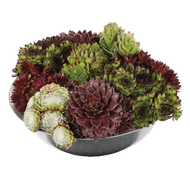 Sempervivum In Zinkenschaal