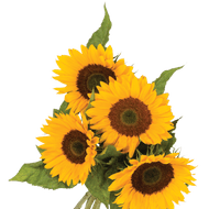 Zonnebloemen