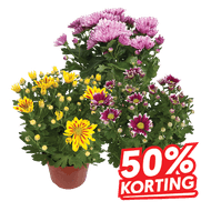 Chrysant In Pot