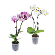 Orchidee