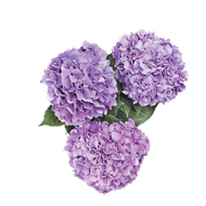 Hortensia