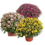 Bolchrysanten*