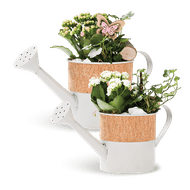 Arrangement Gieter Met Kalanchoe