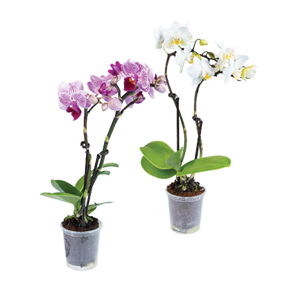 Orchidee