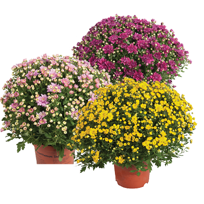 Bolchrysanten*