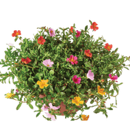 Portulaca