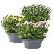 Chrysanten In Schaal