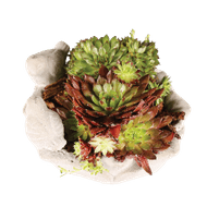 Arrangement Sempervivum In Vogelschaal