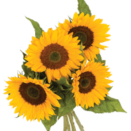 Zonnebloemen
