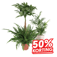 Groene Kamerplanten