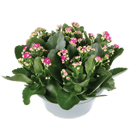 Tuinkalanchoë Schaal