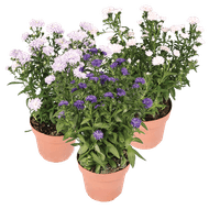 Tuinaster