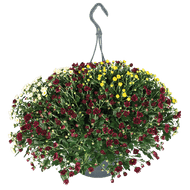 Chrysant Skyfall