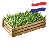 Hollandse Sperziebonen