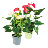 Anthurium