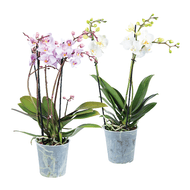 Orchidee Multiflora