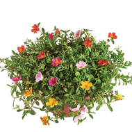 Portulaca