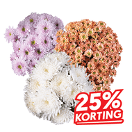 Chrysanten