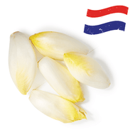 Hollandse Witlof