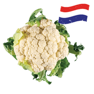 Hollandse Bloemkool