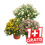 Bolchrysant
