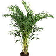 Areca Palm