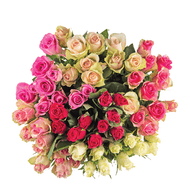 Rozen