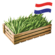 Hollandse Sperziebonen