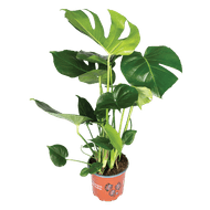 Monstera
